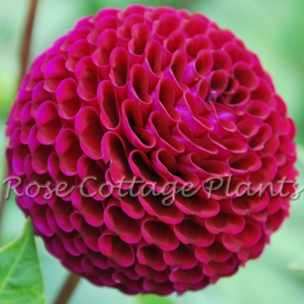 Dahlia 'Moor Place'