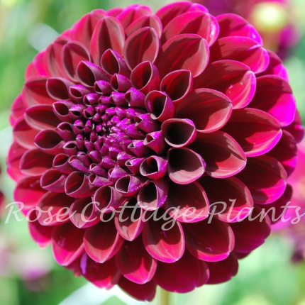 Dahlia 'Gipsy Night'