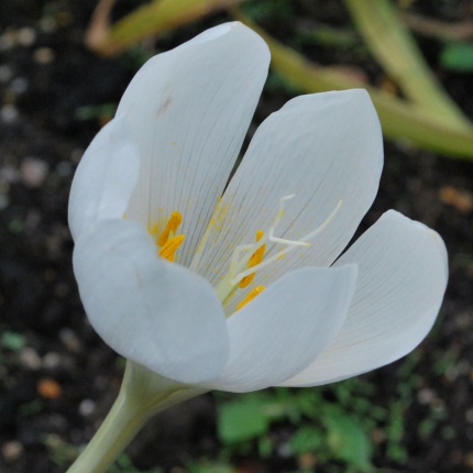 Colchicum speciosum 'Album' AGM