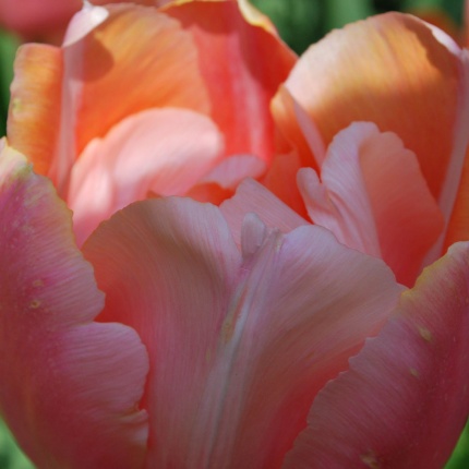 Tulipa 'Menton Exotic'