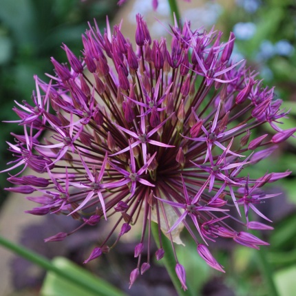 Allium 'Purple Rain'