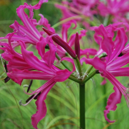 Nerine bowdenii 'Isabel'