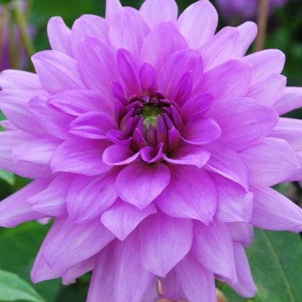 Dahlia 'Blue Boy'