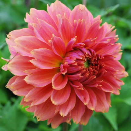 Dahlia 'Orange Fubuki'