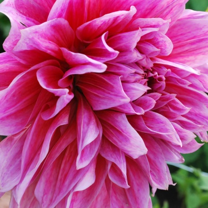 Dahlia 'Emory Paul'