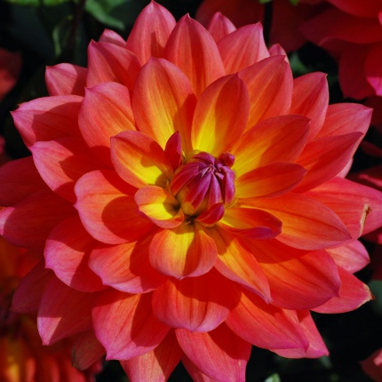 Dahlia 'Fire Pot'