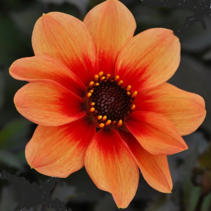 Dahlia 'HS Date'