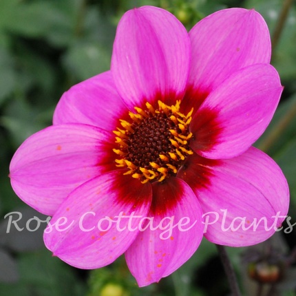 Dahlia 'HS Wink'