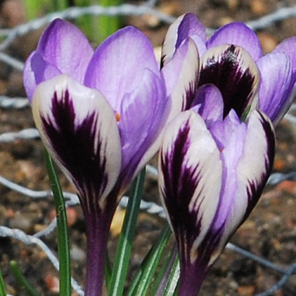 Crocus 'Spring Beauty'