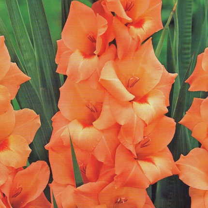 Gladiolus grandiflora 'Peter Pears'