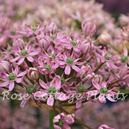 Allium 'Pink Jewel'