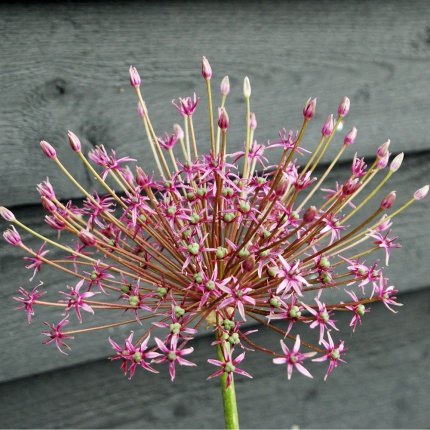 Allium 'Spider'