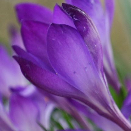 Crocus tommasinianus 'Ruby Giant'