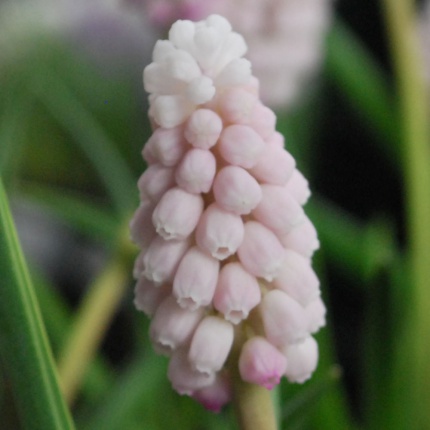 Muscari 'Pink Sunrise'