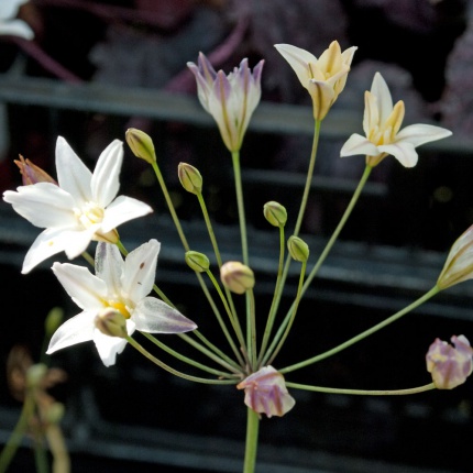 Triteleia laxa 'Silver Queen'