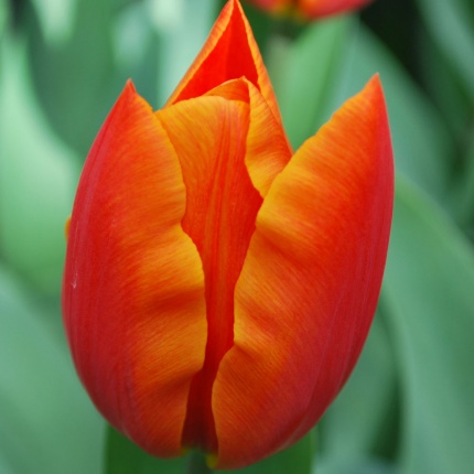 Tulipa 'Veronique Sanson'