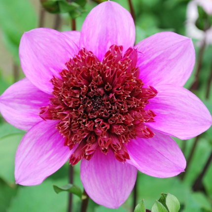 Dahlia 'Blue Bayou'