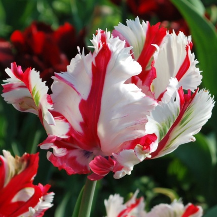 Tulipa 'Estella Rijnveld' - Rose Cottage Plants