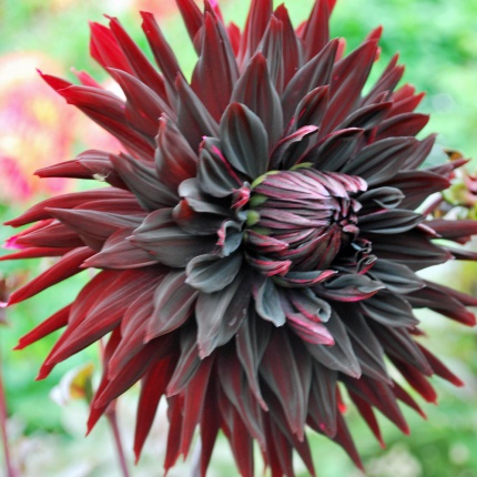 Dahlia Black Jack