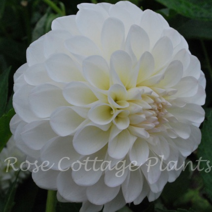 Dahlia Boom Boom White