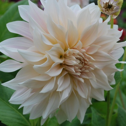 Dahlia 'Cafe au Lait'