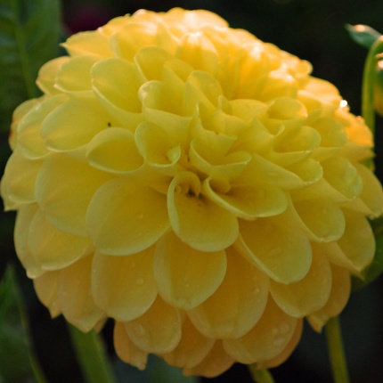 Dahlia 'Golden Scepter'