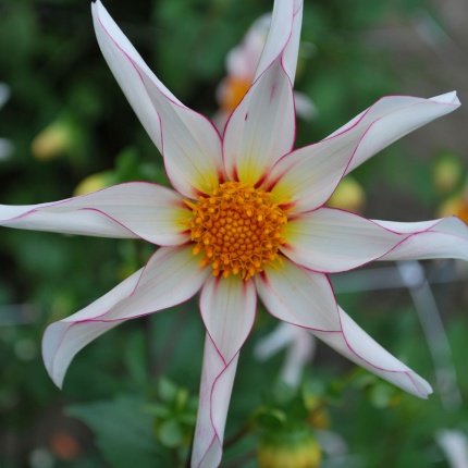 Dahlia Honka Fragile