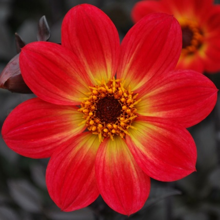 Dahlia 'HS Flame'