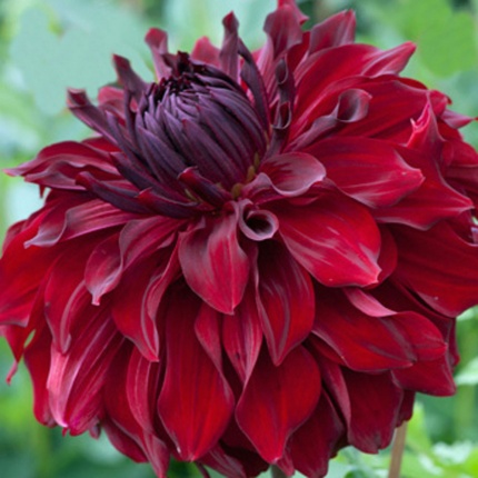 Dahlia 'Mingus Alex'