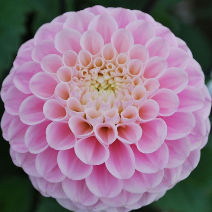 Dahlia 'Wizard of Oz'