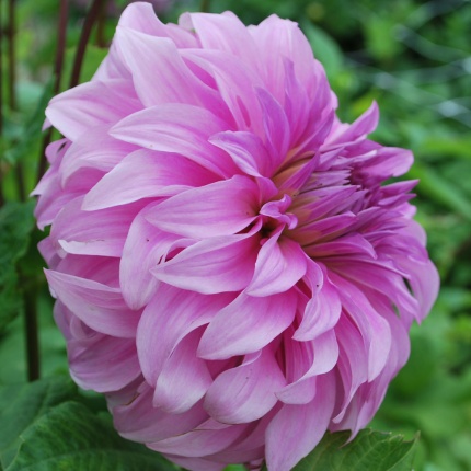 Dahlia 'Vassio Meggos'