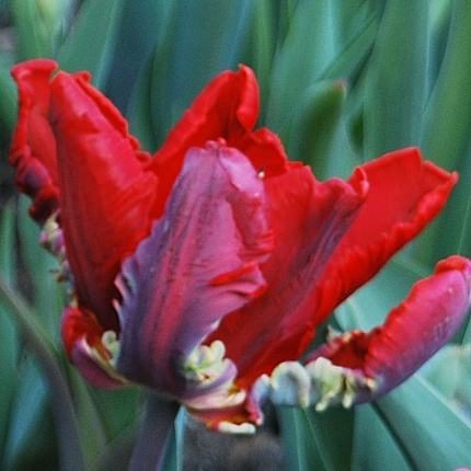 Tulipa 'Rococo'