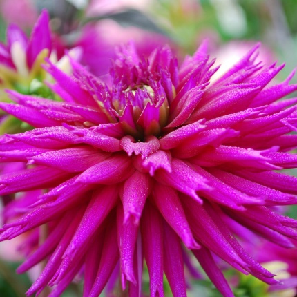 Dahlia Ambition