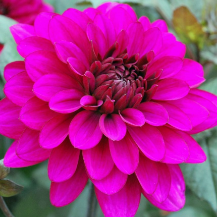 Dahlia 'Purple Flame'