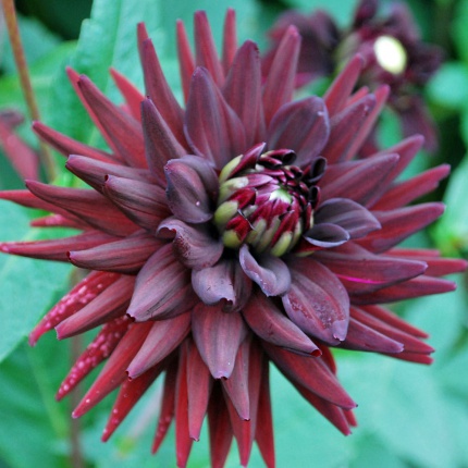 Dahlia 'Tamburo'