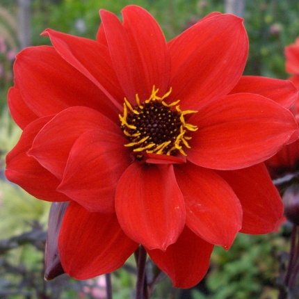 Dahlia 'Bishop of Llandaff'