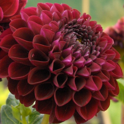 Dahlia Arabian Night