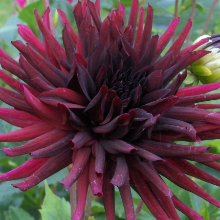 Dahlia 'Nuit d’Eté'