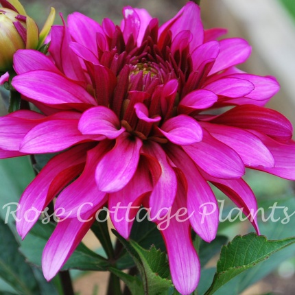 Dahlia 'Gallery Art Nouveau'