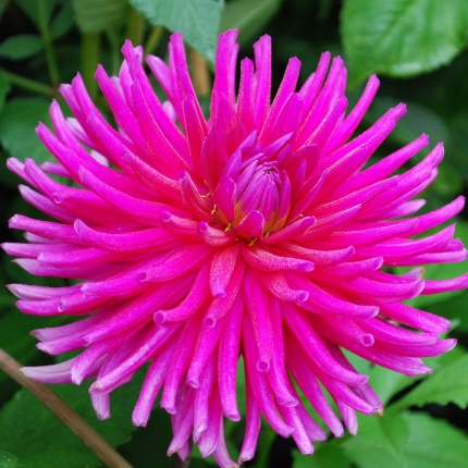 Dahlia 'Purple Gem'