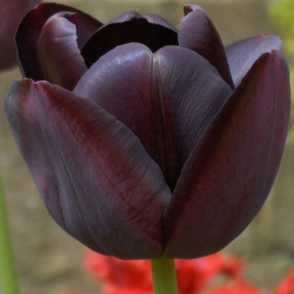 Tulipa 'Café Noir'
