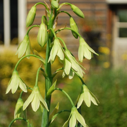 Galtonia viridiflora