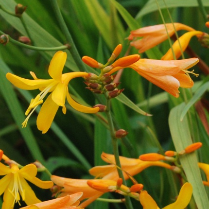 Crocosmia George Davison