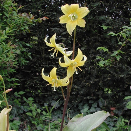 Erythronium Pagoda AGM