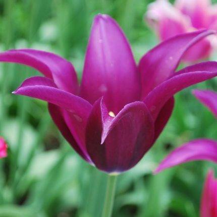Tulipa 'Burgundy