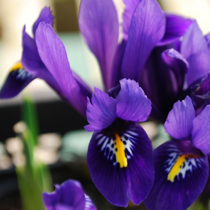 Iris reticulata 'Pixie' AGM
