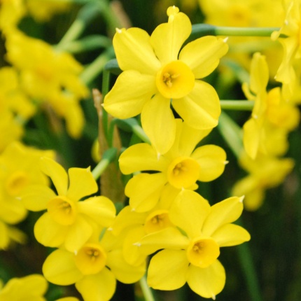 Narcissus 'Baby Boomer'