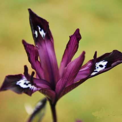 Iris reticulata ‘Pauline’
