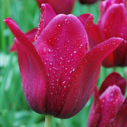 Tulipa 'Merlot'