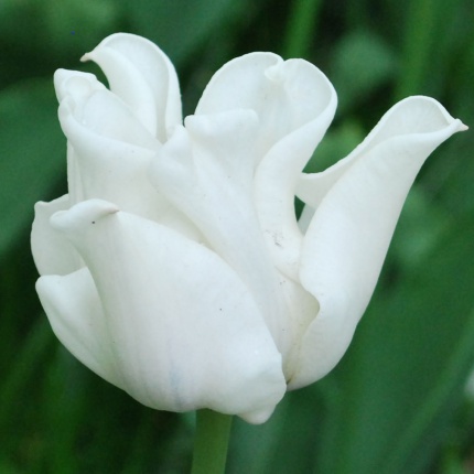 Tulipa 'White Lieberstar'